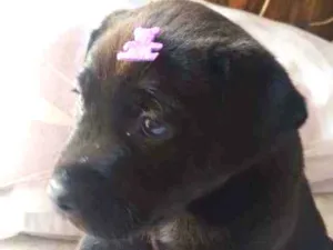 Cachorro raça Labrador idade 2 a 6 meses nome Luna