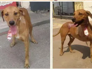 Cachorro raça SRD idade 3 anos nome Feliz