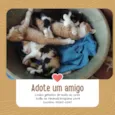 Gatinhos