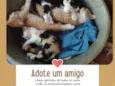 Gatinhos