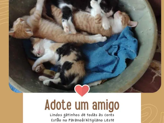 Gato ra a SRD idade 2 a 6 meses nome Gatinhos