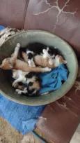 Gatinhos