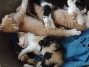 Gato raça SRD idade 2 a 6 meses nome Gatinhos