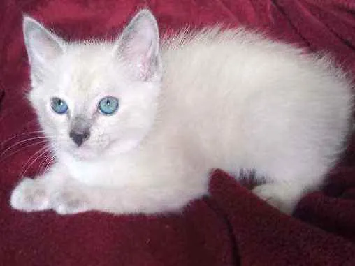 Gato ra a Branco  idade Abaixo de 2 meses nome Pluminha 
