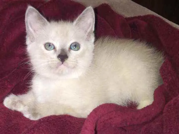 Gato ra a Branco  idade Abaixo de 2 meses nome Pluminha 