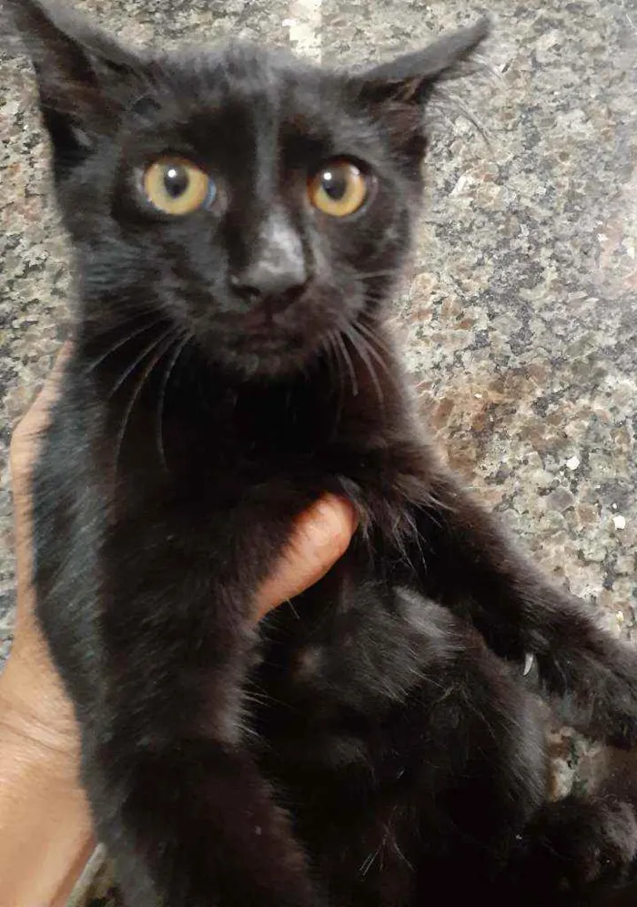 Gato ra a Sem idade 2 a 6 meses nome Filhotes para doar