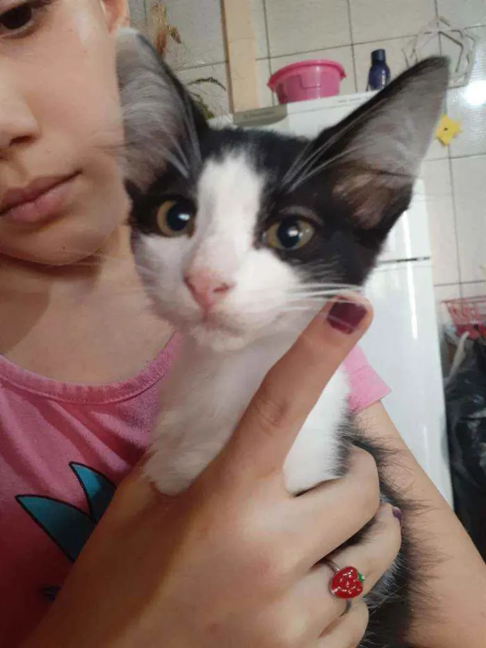 Gato ra a Sem idade 2 a 6 meses nome Filhotes para doar