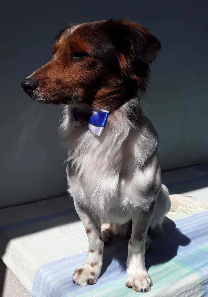 Cachorro ra a SRD idade 7 a 11 meses nome Sem Nome 2