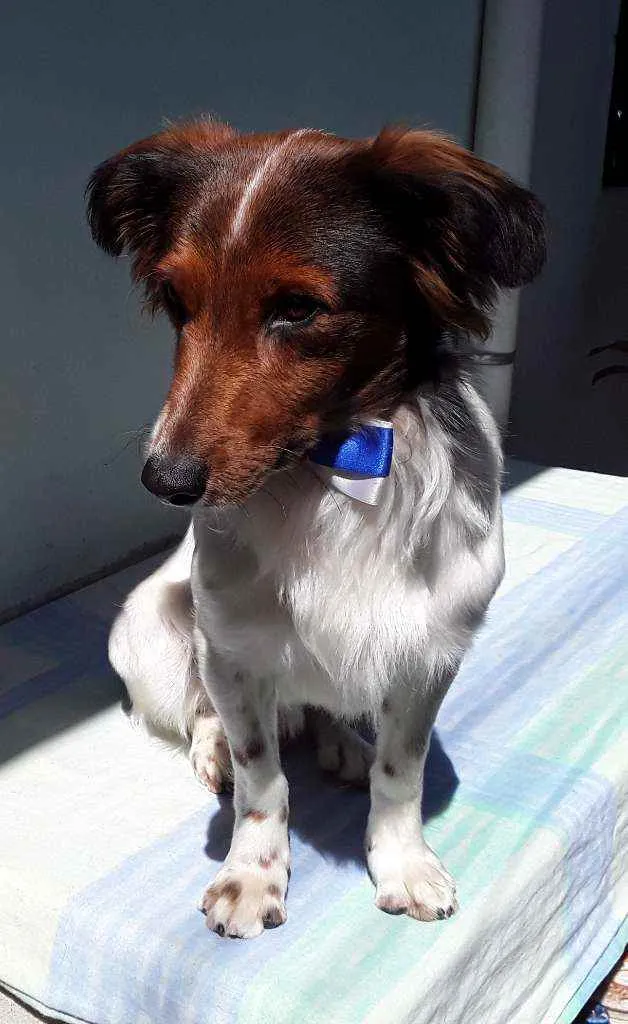 Cachorro ra a SRD idade 7 a 11 meses nome Sem Nome 2