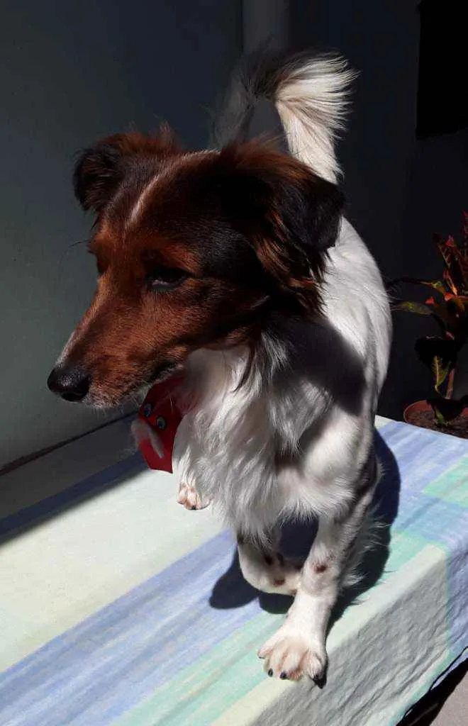 Cachorro ra a SRD idade 7 a 11 meses nome Sem Nome 2