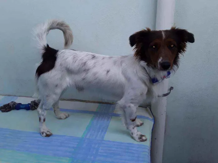 Cachorro ra a SRD idade 7 a 11 meses nome Sem Nome 2