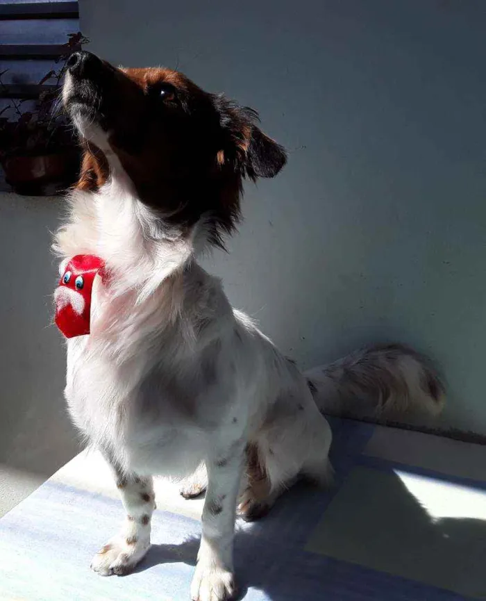 Cachorro ra a SRD idade 7 a 11 meses nome Sem Nome 2