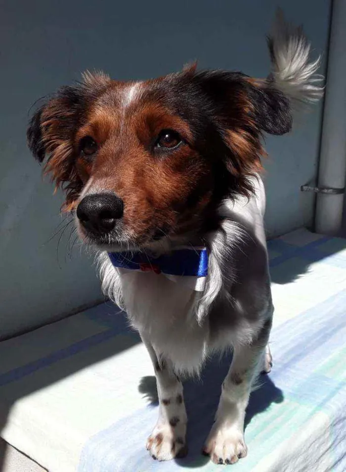 Cachorro ra a SRD idade 7 a 11 meses nome Sem Nome 2