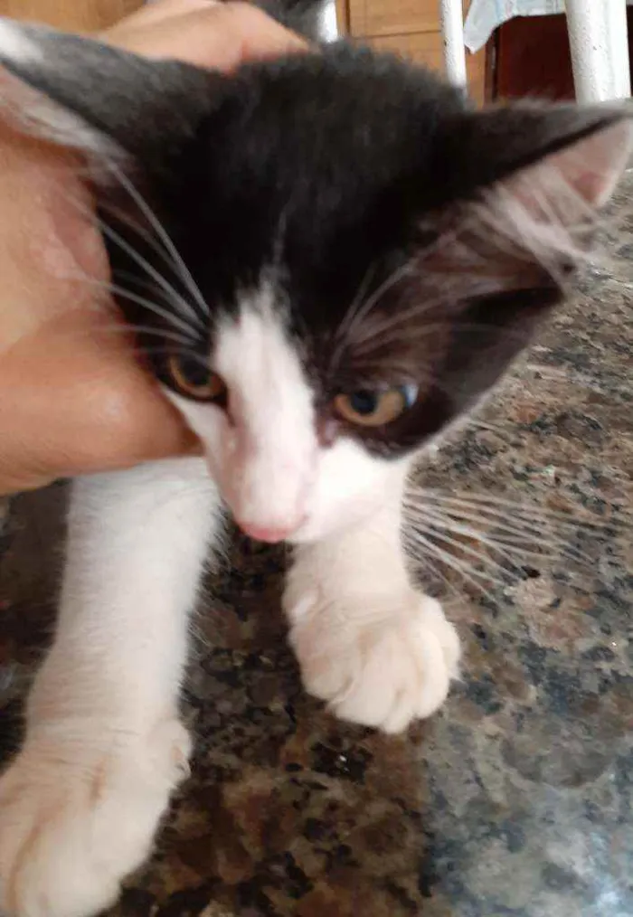 Gato ra a Nenhuma  idade 2 a 6 meses nome Filhotes para doar