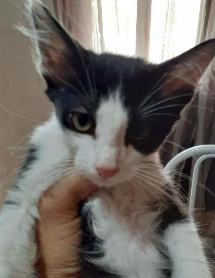 Gato ra a Nenhuma  idade 2 a 6 meses nome Filhotes para doar