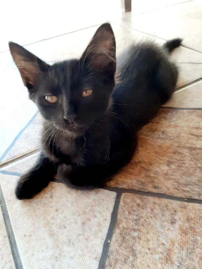 Gato ra a Nenhuma  idade 2 a 6 meses nome Filhotes para doar