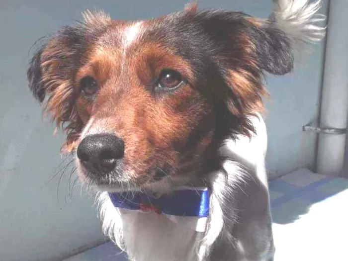 Cachorro ra a SRD idade 7 a 11 meses nome Sem Nome 2