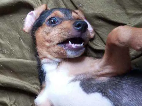 Cachorro ra a Sem raça definida idade 2 a 6 meses nome Sem nome