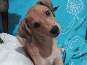 Cachorro raça Sem raça definida idade 2 a 6 meses nome Sem nome