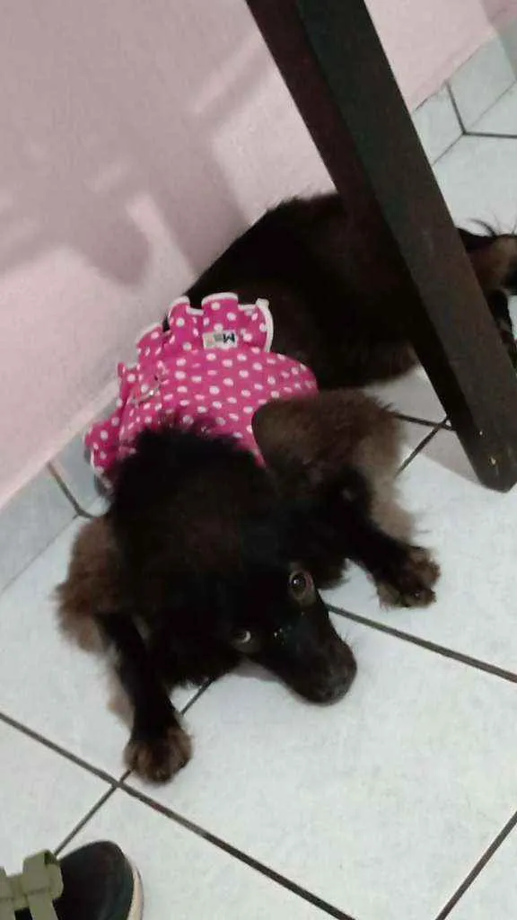 Cachorro raça COOKER  idade 2 a 6 meses nome PEROLA