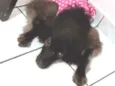 PEROLA