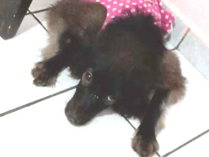 Cachorro raça COOKER  idade 2 a 6 meses nome PEROLA