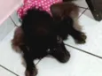 PEROLA