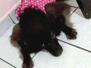 Cachorro raça COOKER  idade 2 a 6 meses nome PEROLA