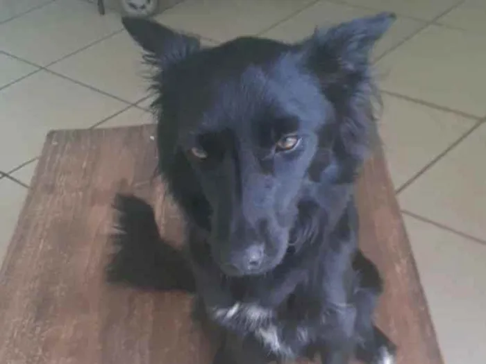 Cachorro ra a Mestiça border collie idade 7 a 11 meses nome Luna