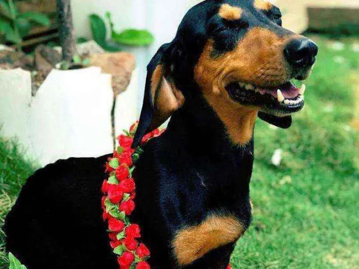 Cachorro ra a SALSHICHA idade 5 anos nome LULY