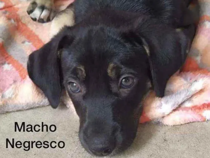 Cachorro ra a Srd idade 2 a 6 meses nome Negresco