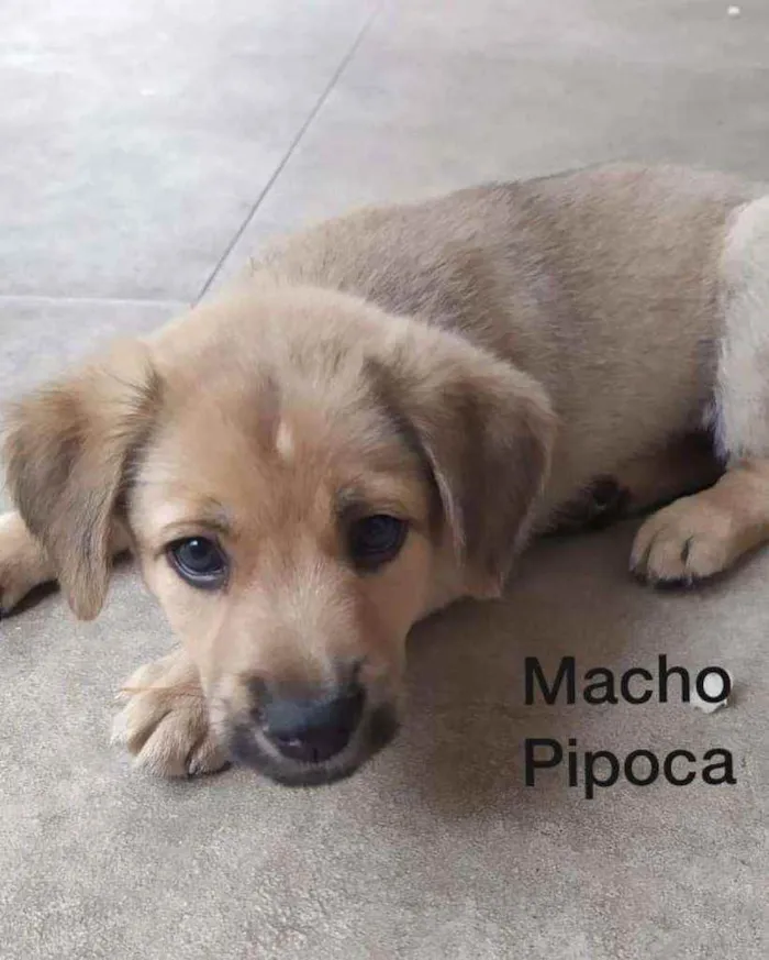 Cachorro ra a Srd idade 2 a 6 meses nome Pipoca