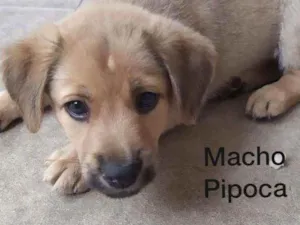 Cachorro raça Srd idade 2 a 6 meses nome Pipoca