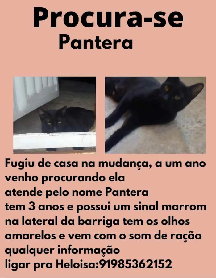 Gato ra a Sem raça definida idade 3 anos nome Pantera