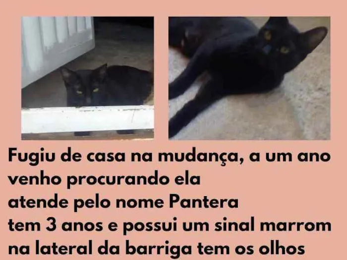 Gato ra a Sem raça definida idade 3 anos nome Pantera