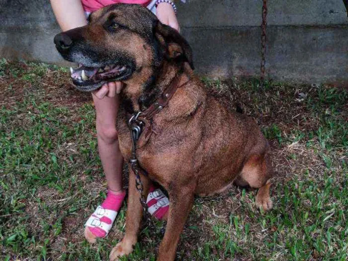 Cachorro ra a  idade 6 ou mais anos nome Dandara