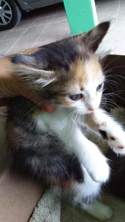Gato raça Raça não definida idade Abaixo de 2 meses nome Não tem bome