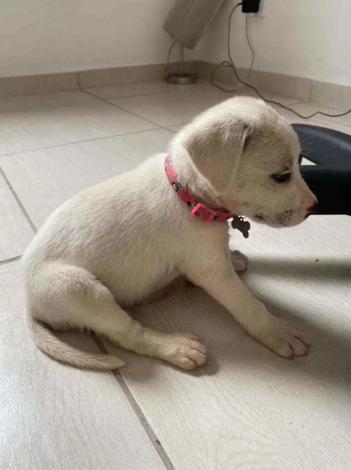 Cachorro ra a Labrador idade 2 a 6 meses nome Não sei