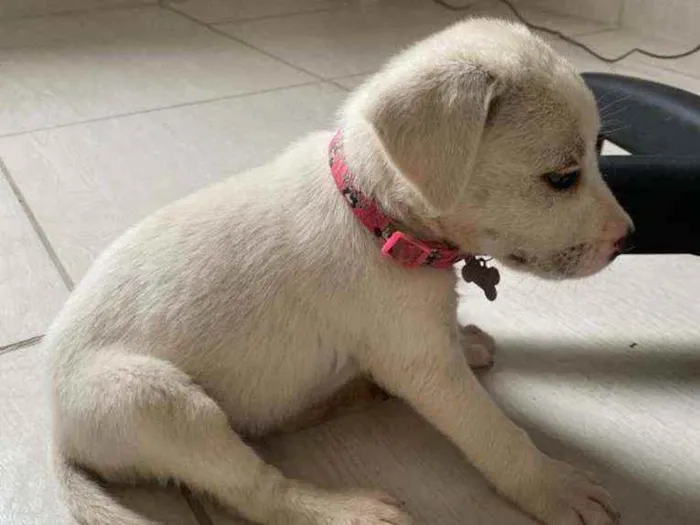 Cachorro ra a Labrador idade 2 a 6 meses nome Não sei