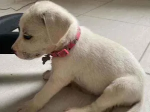 Cachorro raça Labrador idade 2 a 6 meses nome Não sei
