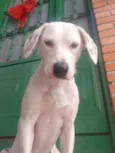 Nina