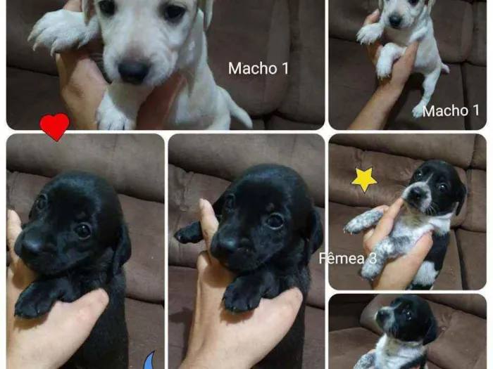 Cachorro raça Srd idade Abaixo de 2 meses nome DOAÇAO
