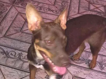 Cachorro raça Indefinida idade 7 a 11 meses nome Kika