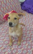 Juliete