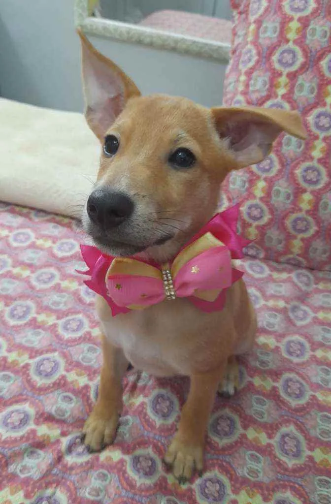 Cachorro ra a Srd idade 2 a 6 meses nome Juliete