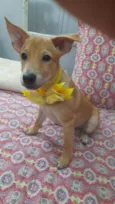 Juliete