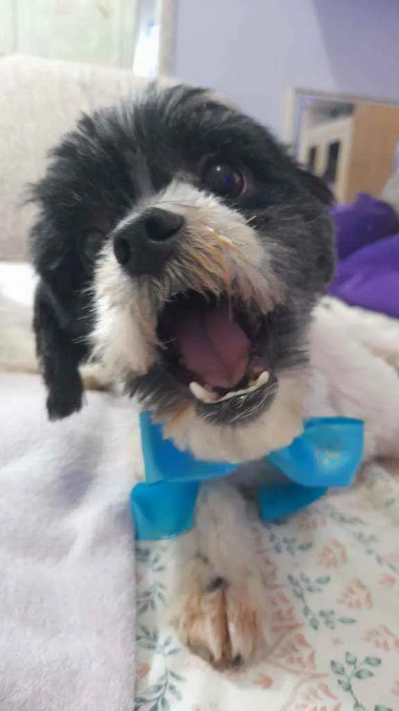 Cachorro ra a Lhasa apso idade 3 anos nome Bento