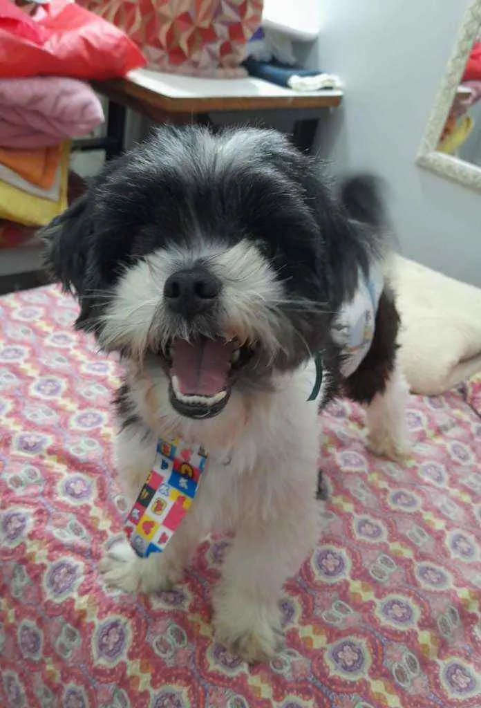 Cachorro ra a Lhasa apso idade 3 anos nome Bento