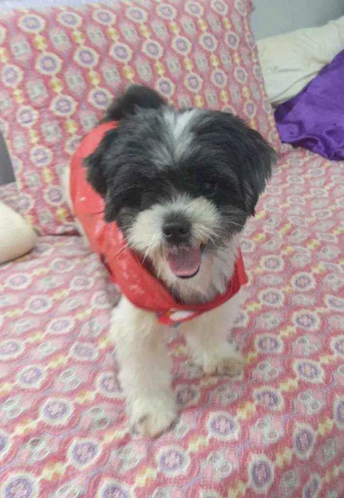 Cachorro ra a Lhasa apso idade 3 anos nome Bento