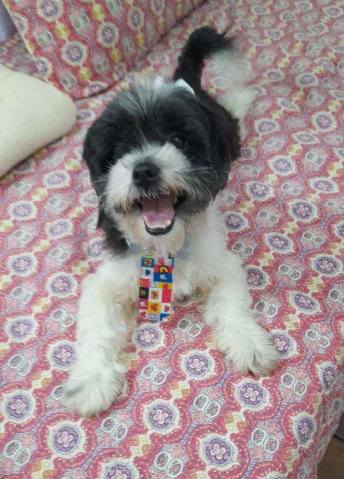 Cachorro ra a Lhasa apso idade 3 anos nome Bento
